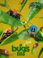 A Real Bug’s Life