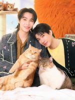 Đổi Tình Lấy Mèo